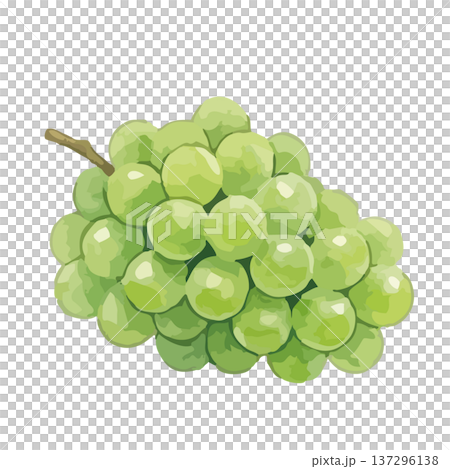 水彩風のシャインマスカットイラスト 137296138