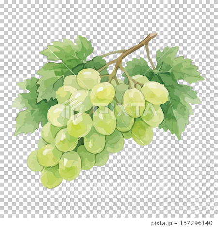 水彩風格的馬斯喀特閃耀插畫 137296140