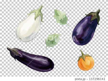 一套不同品種茄子的水彩插圖 137296141