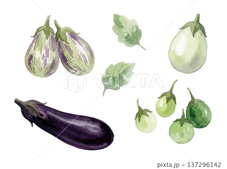 水彩風の様々な品種の茄子イラストセット 137296142