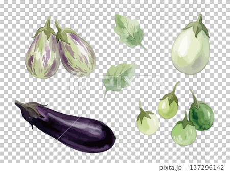 水彩風の様々な品種の茄子イラストセット 137296142
