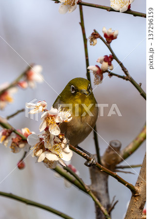 梅の花の蜜を吸うメジロ 137296159