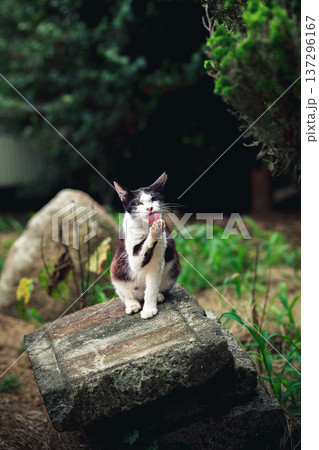 庭で毛づくろいする猫 庭で毛づくろいする猫 137296167