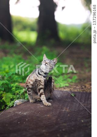 満足げに体を掻く野良猫 137296168