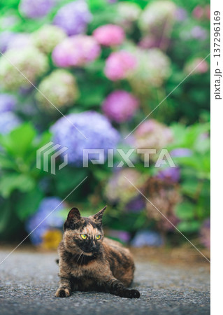 紫陽花と佇むさび猫 137296169