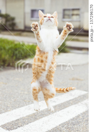 ジャンプする子猫 137296170