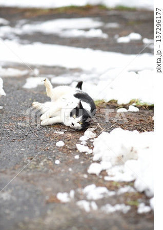 雪の残る道で転がる白黒猫 137296177