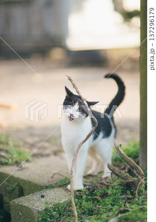 道端で舌を出す白黒猫 道端で舌を出す白黒猫 137296179