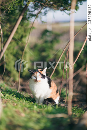 陽だまりでくつろぐ三毛猫 137296180