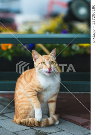 舌を出す茶トラ猫 137296190