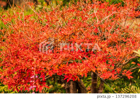 紅葉したモミジの葉 紅葉したモミジの葉 137296208