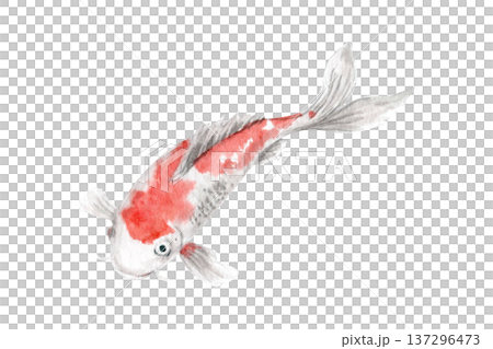 Koi fish isolated on white background. Hand painted watercolor elegant oriental carp with soft red markings, minimal Asian aesthetic illustration perfect for zen branding, spa design, decorative 137296473