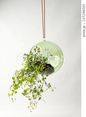 Live Home Flowers in Hanging Glass Vase Live Home Flowers in Hanging Glass Vase 137296505