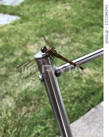 ナイスタイミング 137296541