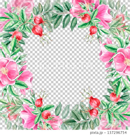 A square frame with rose hips and buds. Isolated watercolor illustration for designs related to natural ingredients, health, cosmetology, herbal medicine, as well as for wedding prints, cards, decor. A square frame with rose hips and buds. Isolated watercolor illustration for designs related to natural ingredients, health, cosmetology, herbal medicine, as well as for wedding prints, cards, decor. 137296754