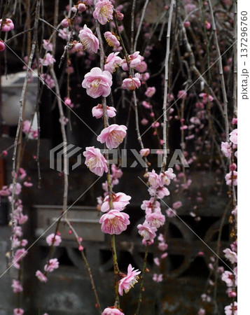 枝垂れ梅のピンクの花々(軒先のしだれ梅の一枝のクローズアップ) 枝垂れ梅のピンクの花々(軒先のしだれ梅の一枝のクローズアップ) 137296760