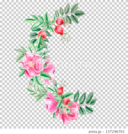 A semicircular branch with rose hips and flowers. Isolated watercolor illustration for herbal tea-themed designs, culinary and nature-related branding, environmental campaigns, educational materials. A semicircular branch with rose hips and flowers. Isolated watercolor illustration for herbal tea-themed designs, culinary and nature-related branding, environmental campaigns, educational materials. 137296761