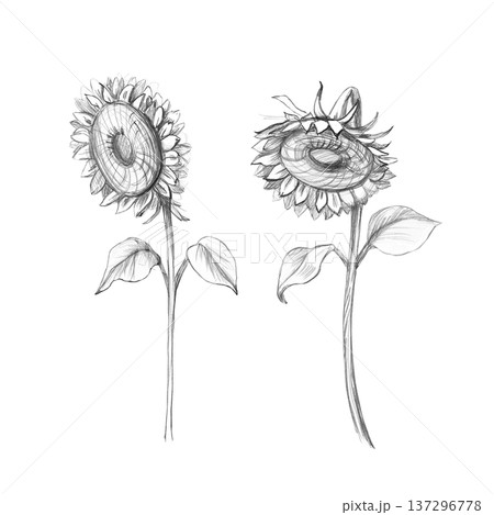 Two blooming sunflowers. Isolated pencil illustration for designs related to nature, agriculture, and seasonal themes, as well as for decor, cards, and packaging. 137296778