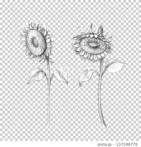 Two blooming sunflowers. Isolated pencil illustration for designs related to nature, agriculture, and seasonal themes, as well as for decor, cards, and packaging. 137296778