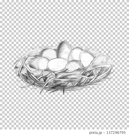 A realistic pencil drawing of a cozy nest with eggs. This isolated illustration is perfect for nature, farming, and family-related themes, as well as for designs such as cards, invitations, websites. 137296795
