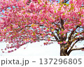満開の河津桜 137296805