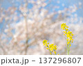 桜に映える菜の花 137296807