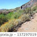 Salt River Recreation Area Arizona 137297019
