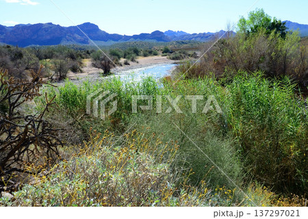 Salt River Recreation Area Arizona Salt River Recreation Area Arizona 137297021
