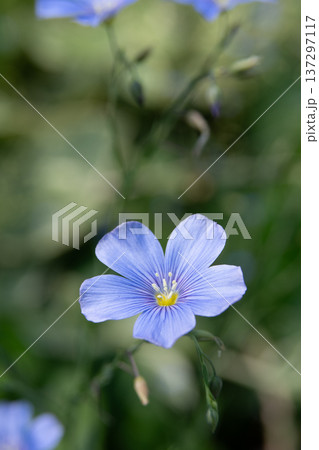 初夏の庭に咲くアマの花 初夏の庭に咲くアマの花 137297117