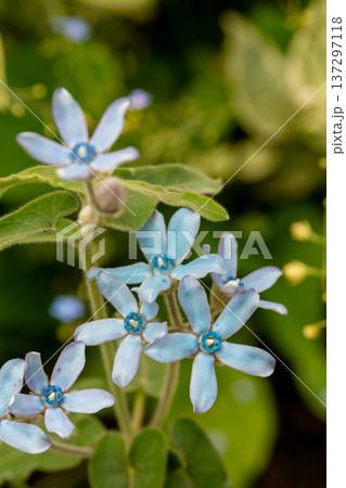 初夏の庭に咲く青いカワイイ花　ブルースター 137297118