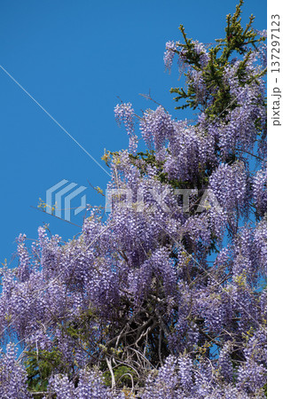 満開の藤の花と青空 満開の藤の花と青空 137297123