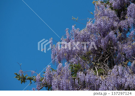 満開の藤の花と青空 137297124