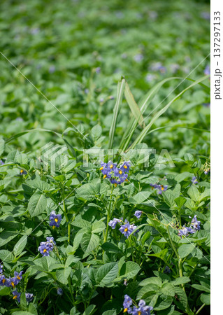 紫色の花が満開のジャガイモ畑 137297133