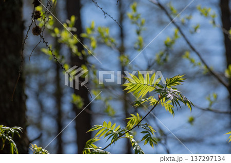 初夏の新緑の若葉 137297134