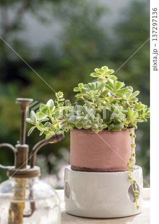 窓辺の多肉植物の寄せ植え 窓辺の多肉植物の寄せ植え 137297136