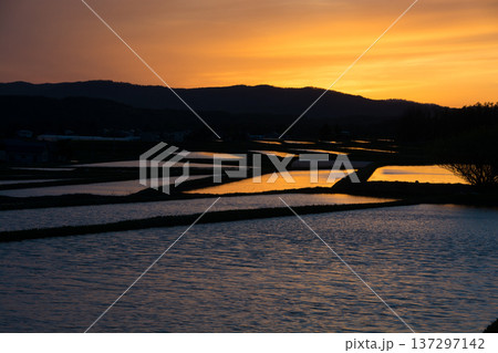 夕日を反射する水を張った春の水田 夕日を反射する水を張った春の水田 137297142
