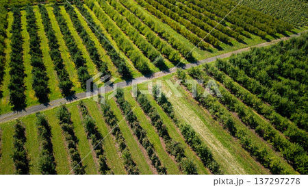 Aerial view of large apple orchard plantation with geometric rows of fruit trees and rural agricultural landscape Aerial view of large apple orchard plantation with geometric rows of fruit trees and rural agricultural landscape 137297278