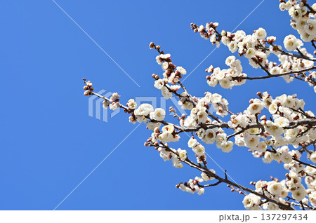 日本晴れの空と白梅 137297434