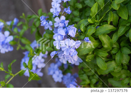 夏に映えるルリマツリの花 夏に映えるルリマツリの花 137297576