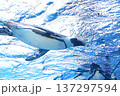 泳ぐケープペンギン 137297594