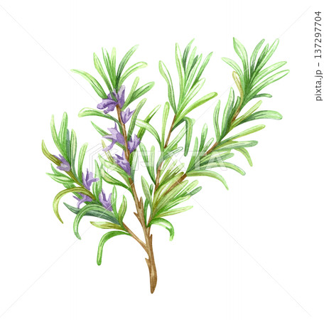 watercolour Rosemary Design elements illustration. watercolour Rosemary Design elements illustration. 137297704