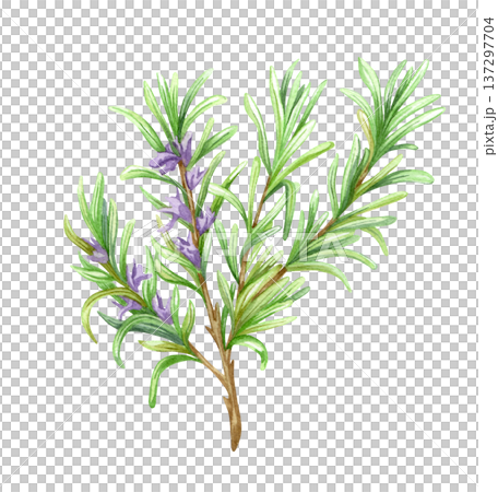 watercolour Rosemary Design elements illustration. watercolour Rosemary Design elements illustration. 137297704