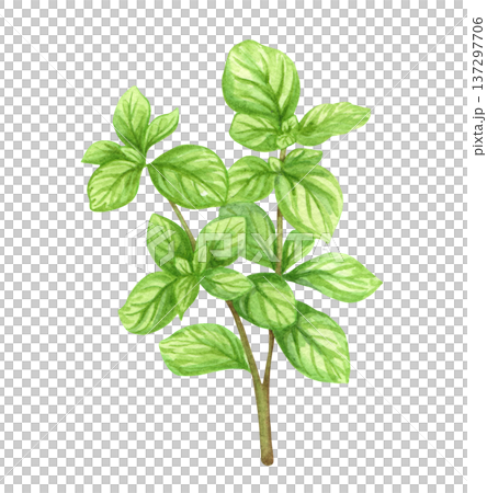 Oregano. Watercolor illustration. Cookbooks, recipes, aprons, kitchen accessories, stickers, dishes, food packs. 137297706