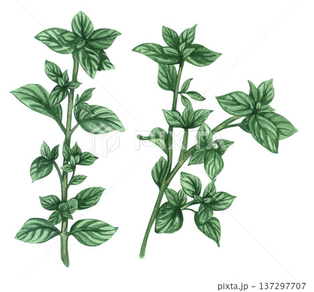 Marjoram leaves herb plants illustration for food and culinary design Marjoram leaves herb plants illustration for food and culinary design 137297707