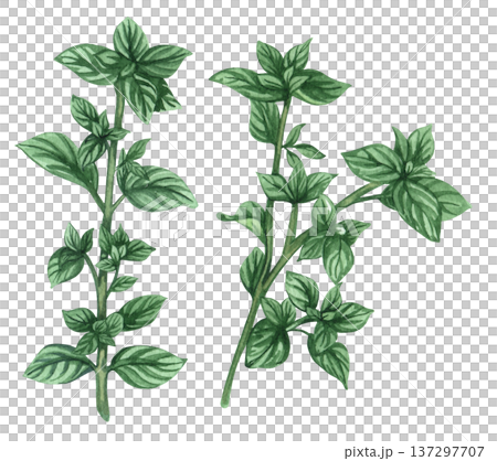 Marjoram leaves herb plants illustration for food and culinary design 137297707