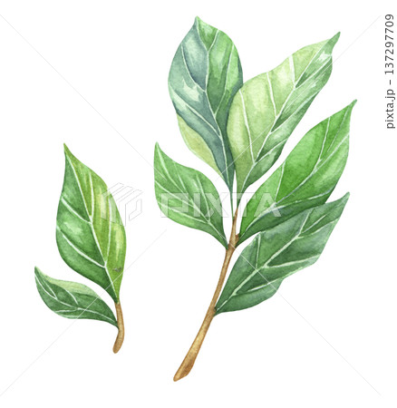 Watercolor hand drawn bay leaves. Herbs illustration on white background for packaging design 137297709