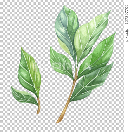 Watercolor hand drawn bay leaves. Herbs illustration on white background for packaging design 137297709