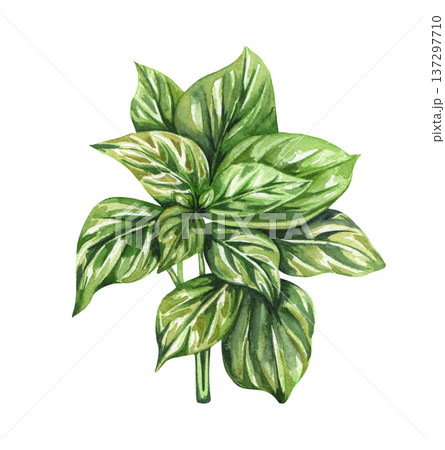 Green basil. Basil leaves. Watercolour herb illustration. 137297710