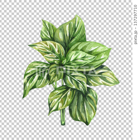 Green basil. Basil leaves. Watercolour herb illustration. 137297710