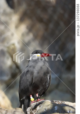 上野動物園 137298088